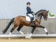 Top result for riding horses and foals at Westfalian Spring Auction