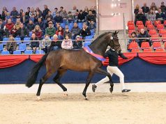 Oldenburg champion stallion heading down-under to Australia