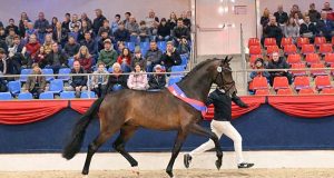 Oldenburg champion stallion heading down-under to Australia