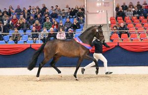 Oldenburg champion stallion heading down-under to Australia