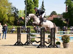 Save the date: Holsteiner Verband stallions ‘Live’ on May 1