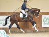 Radzionków 2026: Performance test for young Polish stallions
