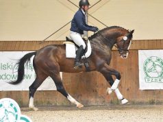Radzionków 2026: Performance test for young Polish stallions