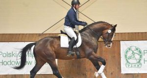 Radzionków 2026: Performance test for young Polish stallions
