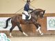Radzionków 2026: Performance test for young Polish stallions