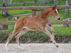 Oldenburg Maimarkt foal auction impresses with strong demand