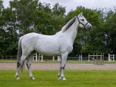 Hattrick: The mare makes all the difference in breeding