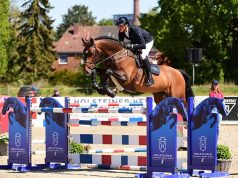 Holsteiner young stallions present quality, potential, top genetics