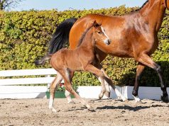 Mares, sport, and foals at Holsteiner Horse Days