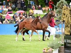 Double top price at €22,000 during Holsteiner Foal Auction