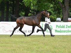 National Youth Championships gathers best Anglo Arabs