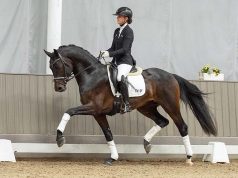 Top price for Caressini daughter at Westfalian Summer Auction