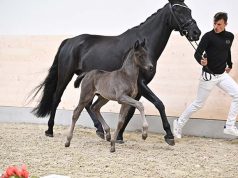 DSP summer evening, top foals, exciting bidding duels…