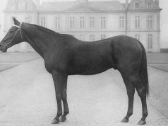 The horses no one wanted: why small breeders may hit gold!