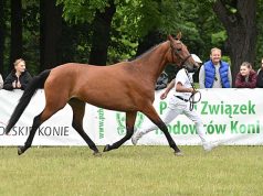 National Youth Championships gathers best Anglo Arabs