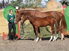 Canadian Warmblood’s next generation of breeders: Part 2