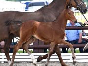 Successful premiere at Beckmann Stallion Station with 100% sales