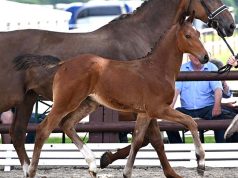Successful premiere at Beckmann Stallion Station with 100% sales