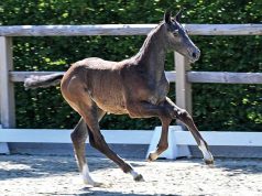 Record high prices for Oldenburg dressage and showjumping foals