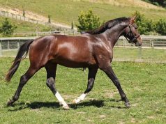 NZ Young Event Horse and three-day eventing champions
