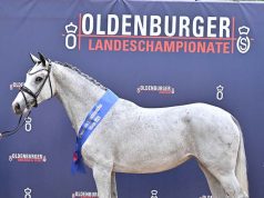 Winning Oldenburg mares shine at their debut in Höven