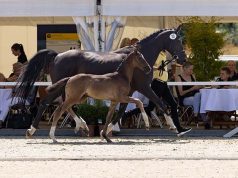 Lucky number 13: Top Hanoverian seller in Verden, Salvatore
