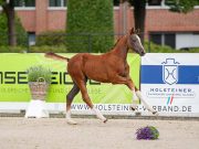 Top prices in Falsterbo and Hörup for Holsteiner Verband foal sales