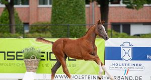 Top prices in Falsterbo and Hörup for Holsteiner Verband foal sales