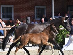 Strong result in Vechta when Vespasian sells for €57,000