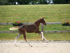 The name says it all: DSP ‘High Flyers’ foals achieve good prices