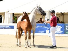 Catalano HaS fetches top price at Holsteiner Elite Foal Auction