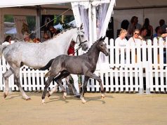 Young Westfalian talents from top dam lines in high demand