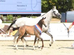 Holsteiner Conchezz makes a splash with his first foal crop