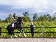 From horse dealer to stallion owner with top-level ambitions