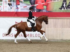Historic gelding gold, and strong foal sales at DWB Elite Mare Show