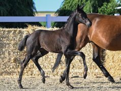 Fichtenhof Classics: Oldenburg Elite Foals Ready for Their Grand Debut