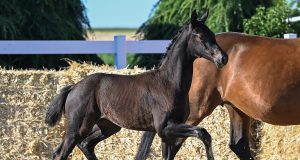 Fichtenhof Classics: Oldenburg Elite Foals Ready for Their Grand Debut