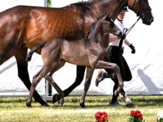 Westfalian and Trakehner join forces for successful foal auction