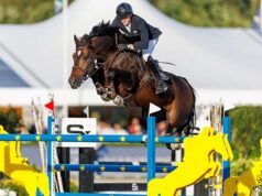 Holsteiner stallions shine at Sires of the World in Lanaken