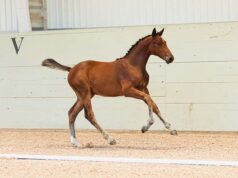 SWB presents 62 foals in two Elite Foal Auctions