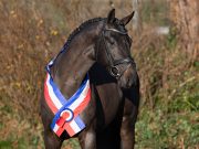 Holsteiner Stallion Licensing and Elite Riding Horse Auction
