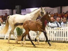 Tomorrow’s Champions auction sees €55,000 for Unique Kiss Way