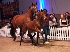 Exceptional Westfalian foal celebrations during Oktoberfest