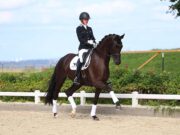 Upcoming DSP riding horse and pony auction