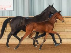 Strong SWB Elite Foal Auctions see 60 lots sell for €777,000