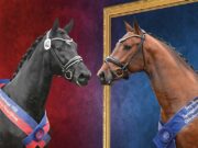 Discover the stallions of tomorrow: 2026 Oldenburg Appraisal collection now online